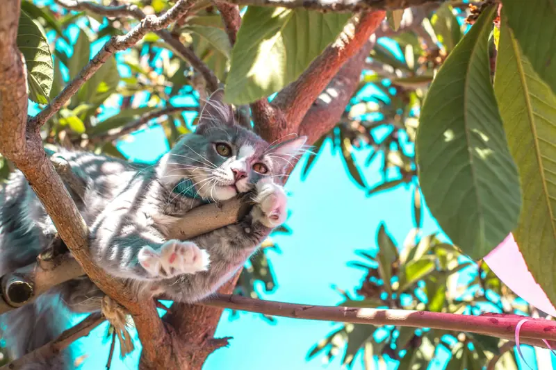 Chat perché dans un arbre