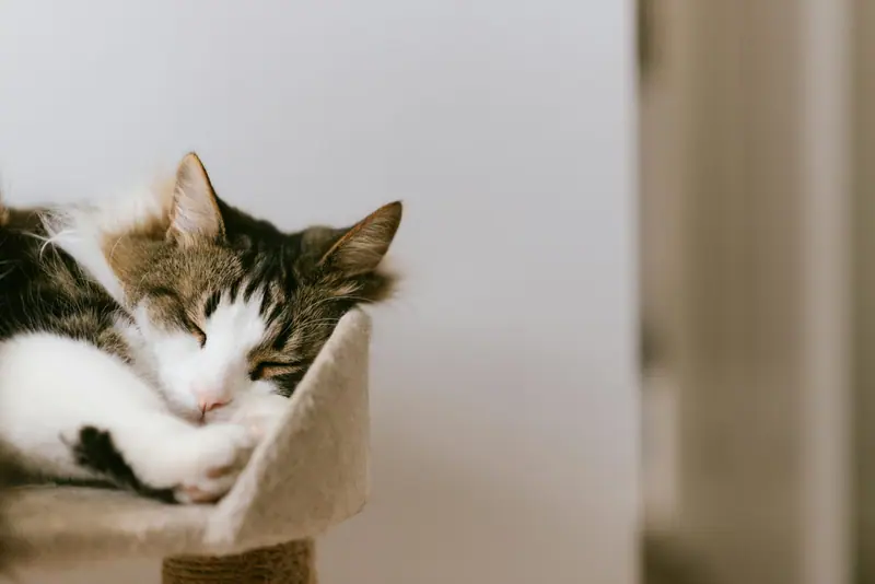 Chat qui se repose dans un hamac de fenêtre