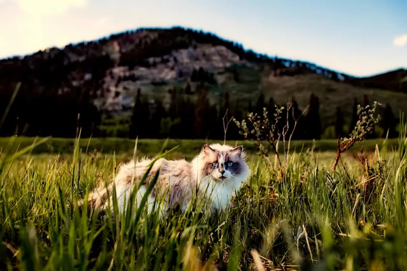 Chat qui explore l’herbe d’un jardin
