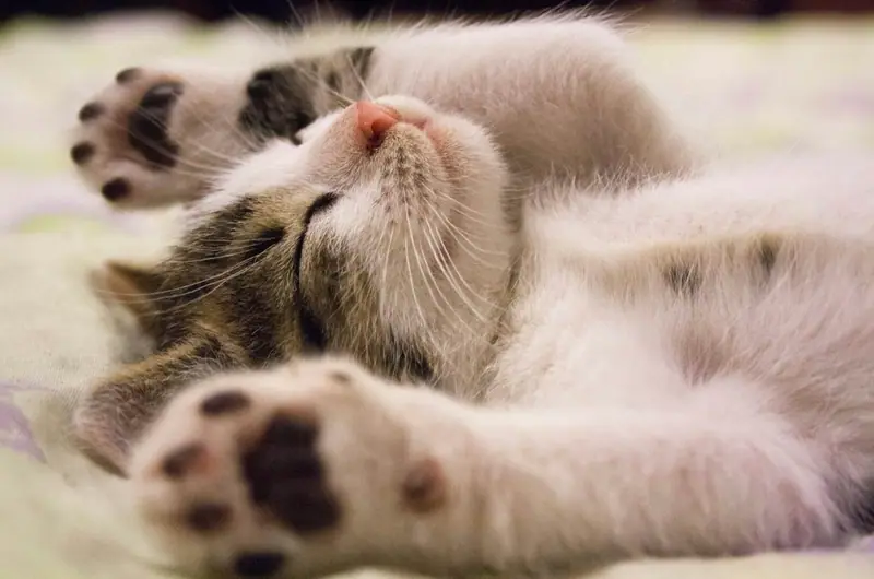 Chat aux aguets, pattes en avant