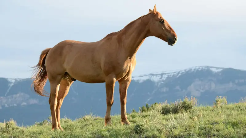 Cheval dans un paysage de montagne