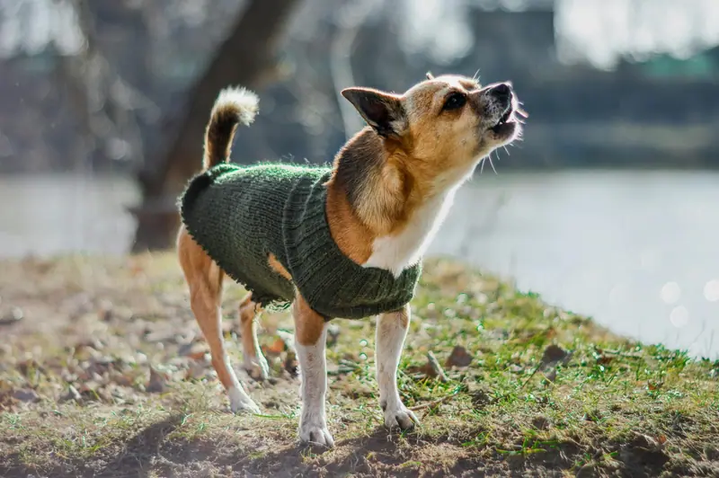 Chien en train d’aboyer
