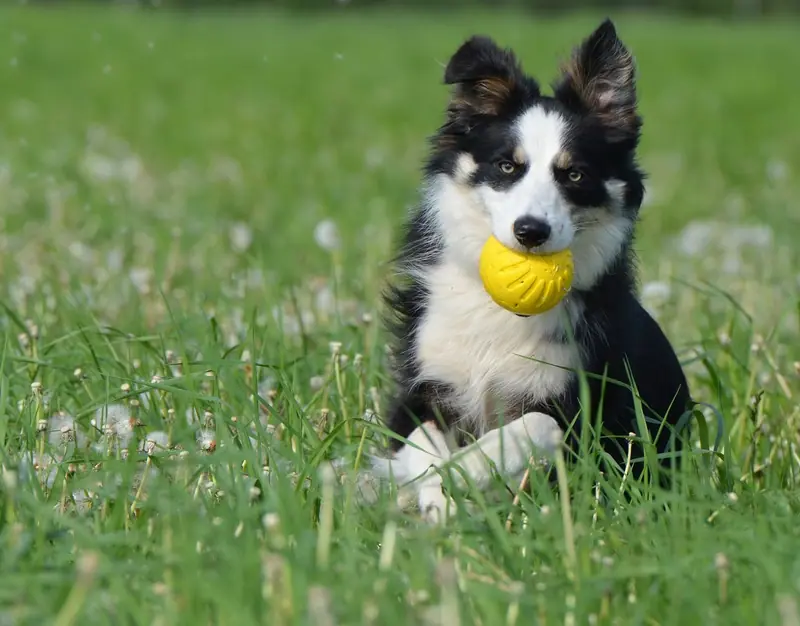 Chien qui rapporte sa balle pendant une séance d’éducation