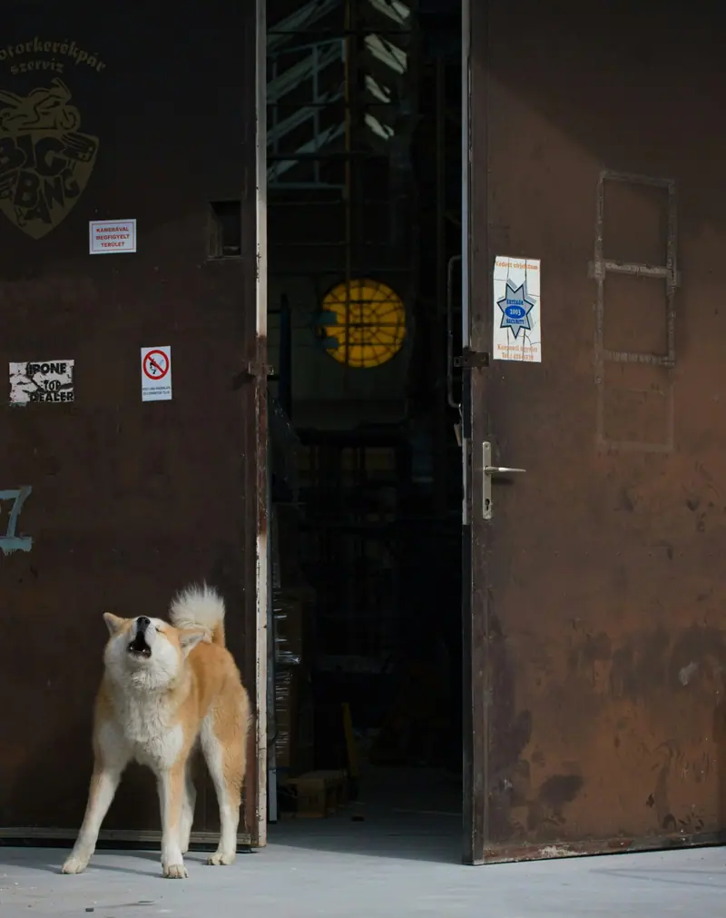 Chien qui aboie derrière une porte