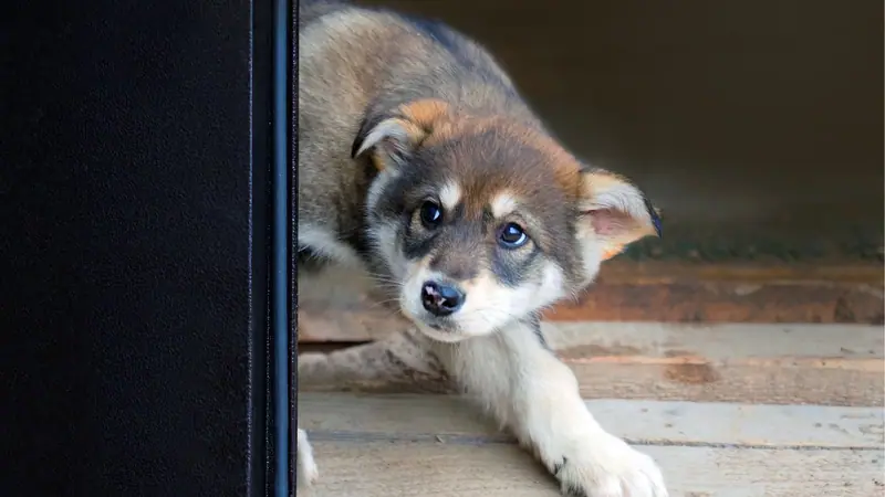 Chiot apeuré qui se cache