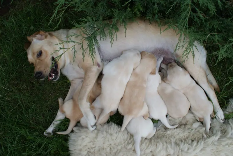 Chiots golden retriever qui jouent ensemble