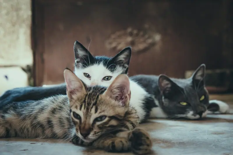 Deux chats qui se découvrent