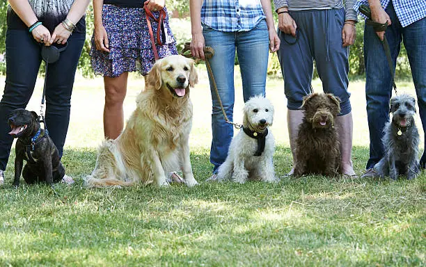 Cours collectif d’éducation canine en extérieur