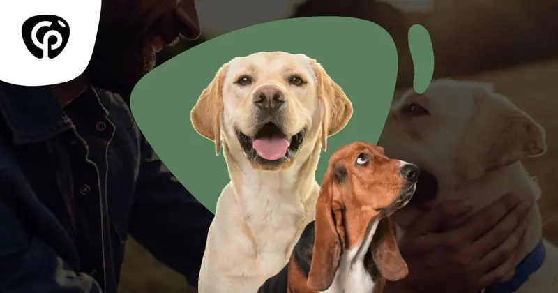 Visuel du CEEPHAO pour la journée mondiale du chien