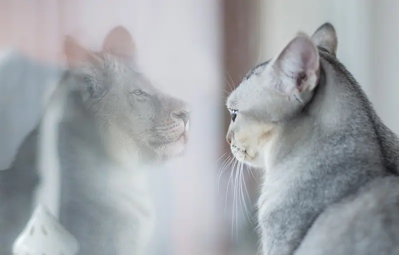 Un chat adulte et un chaton côte à côte