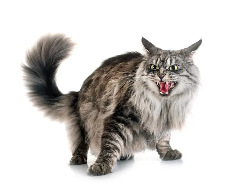 Chat Maine coon au regard intense