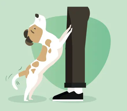 Chien qui saute sur une personne pour attirer son attention