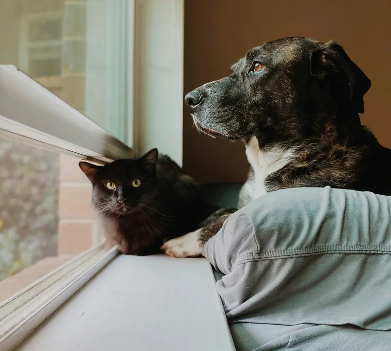 Un chat noir et un chien regardent ensemble par la fenêtre, à côté de leur humain
