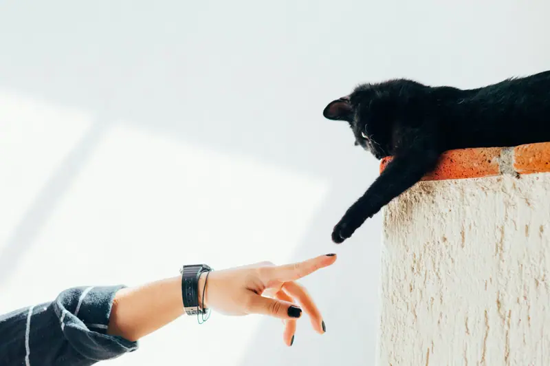 Main tendue vers un chat noir couché sur un muret