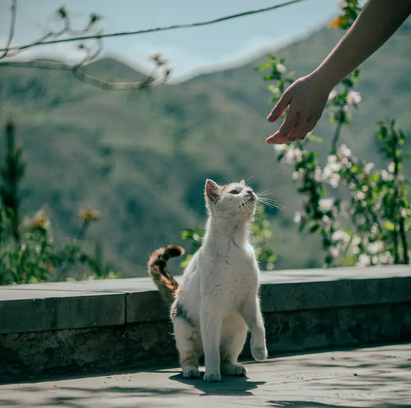 Chat blanc assis face à un paysage de montagne