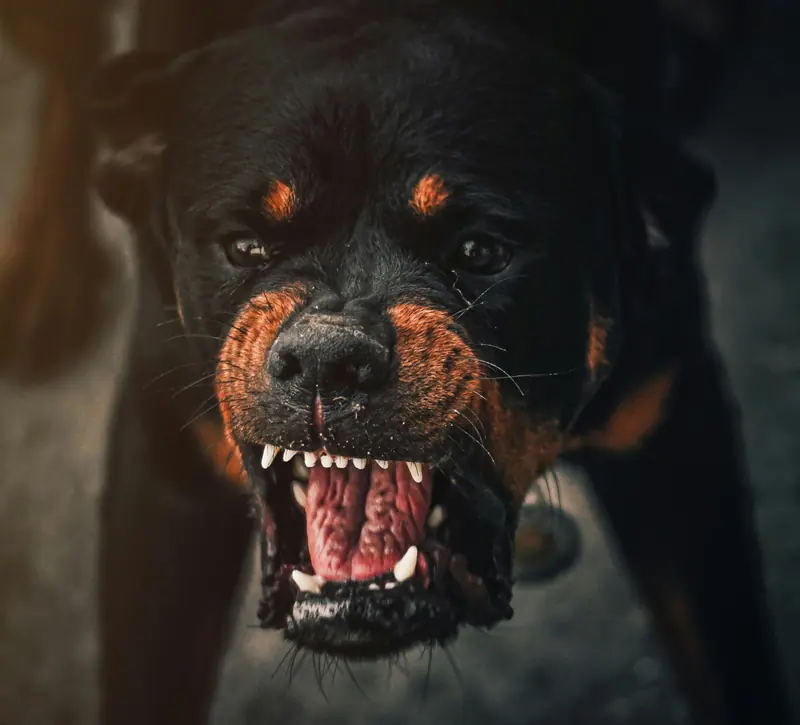 Chien montrant les dents, signal de communication à savoir lire