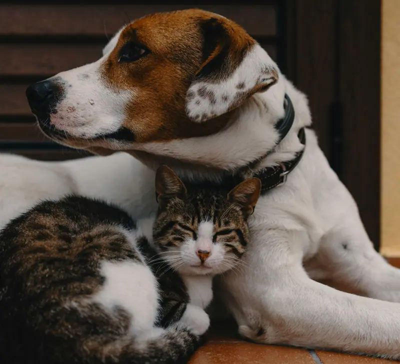 Un chien et un chat allongés côte à côte, apaisés