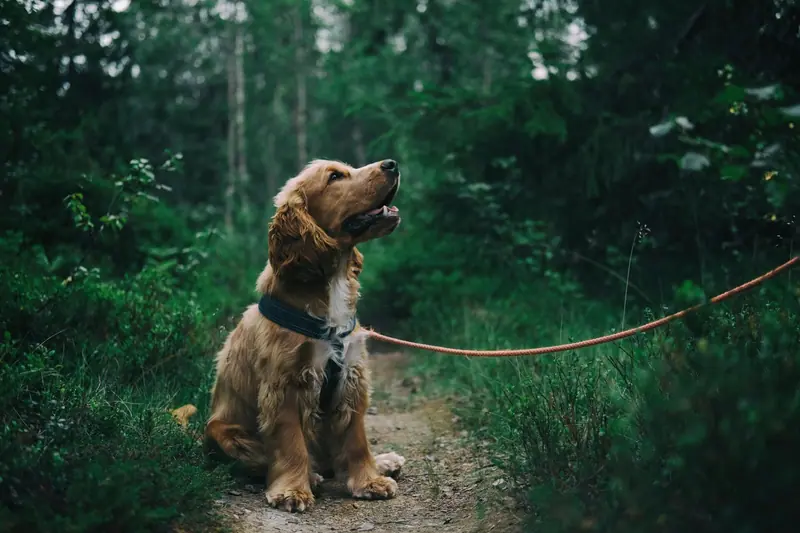 Chien en laisse lors d’un exercice de marche en extérieur