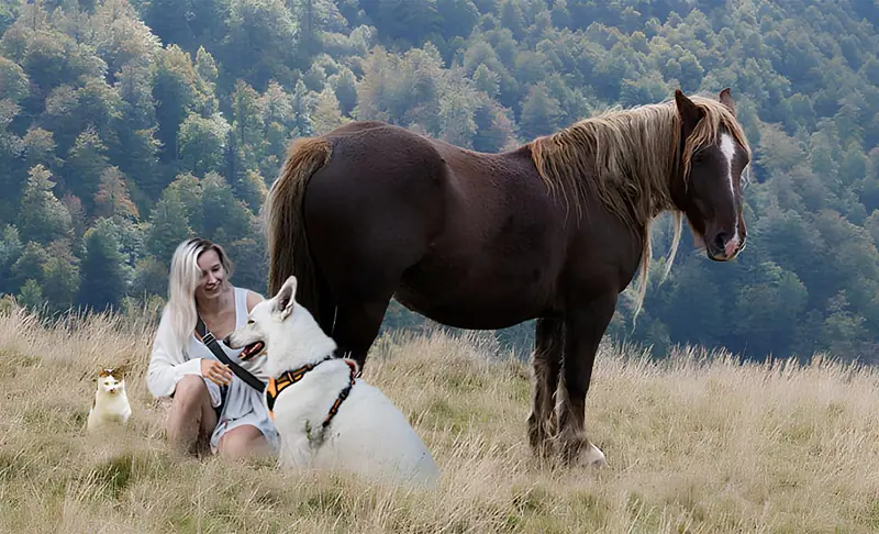 Une comportementaliste assise dans un pré avec un cheval et un chien
