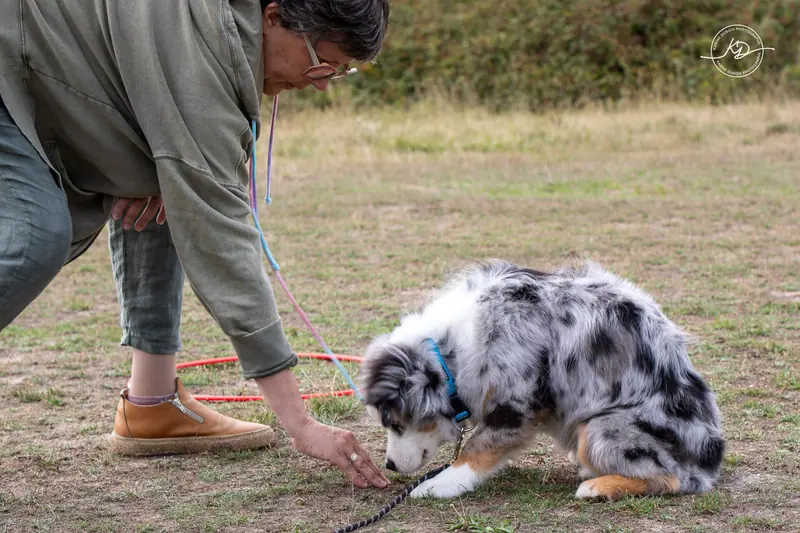 Exercice d’éducation canine avec un cerceau pendant la formation