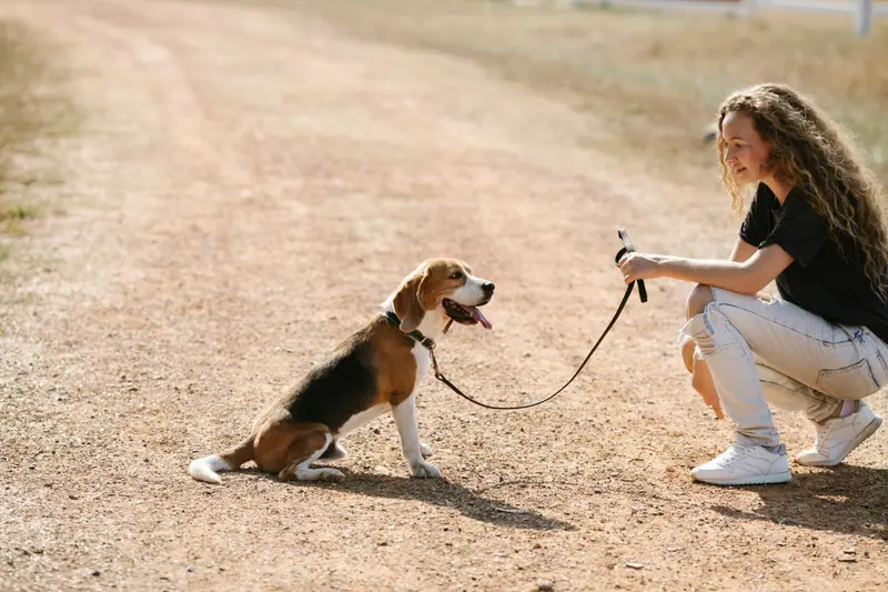 Une stagiaire travaille avec un beagle pendant la formation