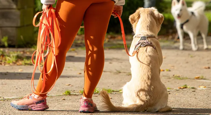 Stagiaire éducatrice canine tenant une longe orange à côté d’un chien assis