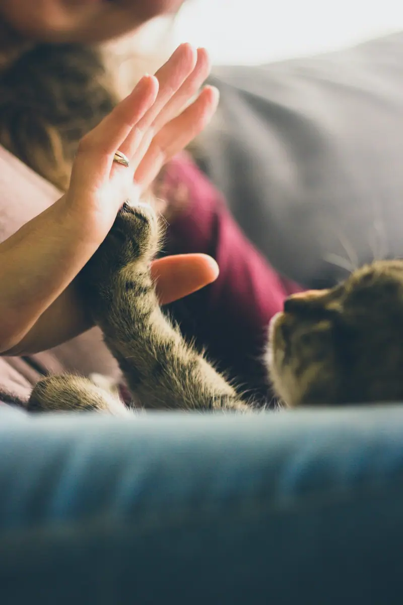 Main humaine qui touche la patte d’un chat, symbole de la médiation animale